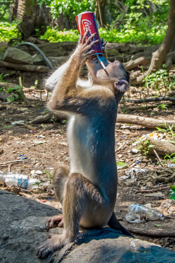 Elephanta Island Monkey Mumbai