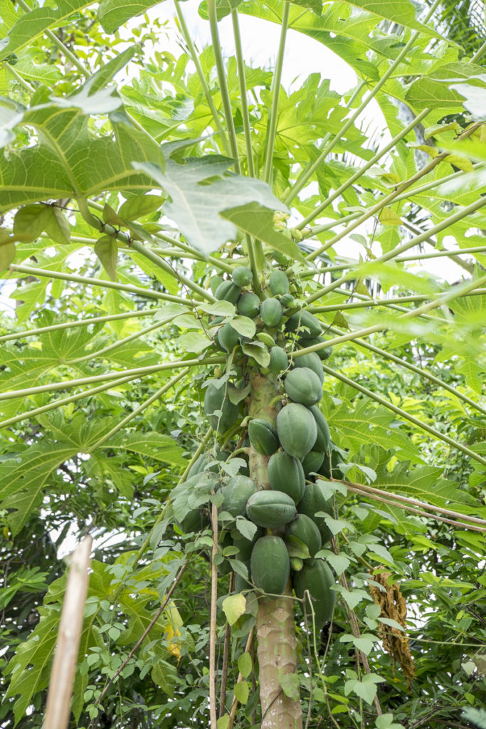 Battambang papaia